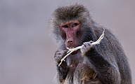 01 Hamadryas baboon (Papio hamadryas)